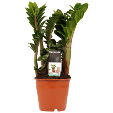 Zamioculcas zamiifolia Zenzi Zamioculcas zamiifolia Zenzi
