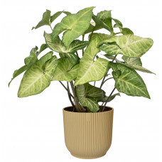 Syngonium podophyllum White Butterfly in ELHO ® Vibes Fold Rond (botergeel)