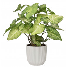 Syngonium podophyllum White Butterfly in ELHO ® Vibes Fold Rond (zijdewit)