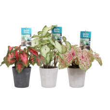 Caladium Mix in sierpot Luna