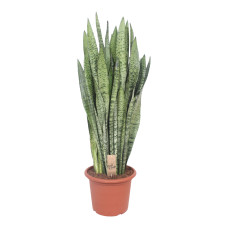 Sansevieria Zeylanica