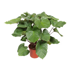 Homalomena rubescens ‘Maggy’