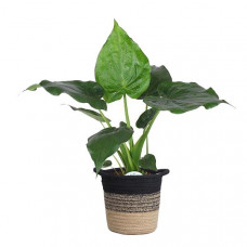 Alocasia Cucullata in plantenmand Sumatra