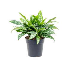 Aglaonema Maria