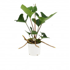 Anthurium Arrow