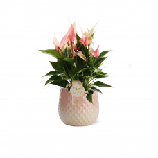 Anthurium Lilli in Florence keramiek Pink