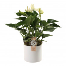 Anthurium White in Bari Keramiek 