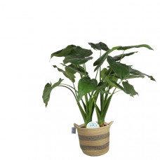 Alocasia Cucullata in plantenmand Flores