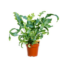 Phlebodium aureum Blue Star