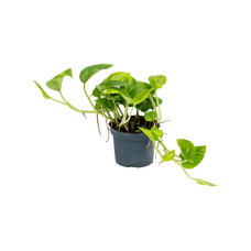 Scindapsus (Epipremnum) Global Green 