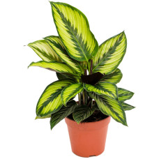 Calathea Beauty Star