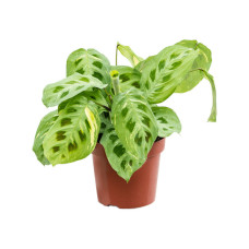 Maranta leuconeura Fiesta