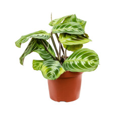 Maranta leuconeura Exclusive Dark 