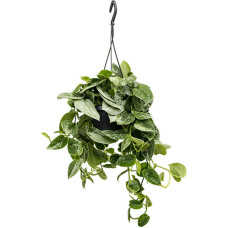 Scindapsus pictus Silvery Ann (hangplant) Scindapsus pictus Silvery Ann (hangplant)