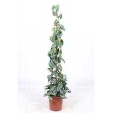 Scindapsus pictus Trebie