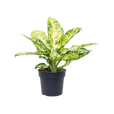 Dieffenbachia seguine Banana