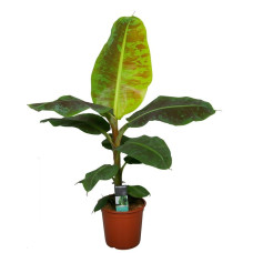 Musa Dwarf Cavendish 