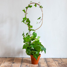 Golden Plant Stake Arch