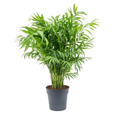 Chamaedorea elegans