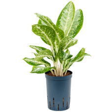 Aglaonema Milky way (hydrocultuur)