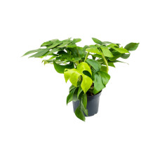Monstera minima