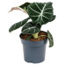 Alocasia Black Velvet