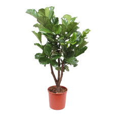 Ficus Lyrata