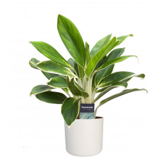 Aglaonema White Lime in ELHO b. for soft (wit)