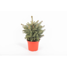 Picea pungens 