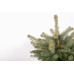 Picea pungens 