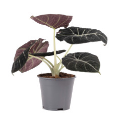 Alocasia Black Velvet
