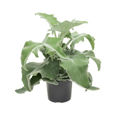 Kalanchoe beharensis