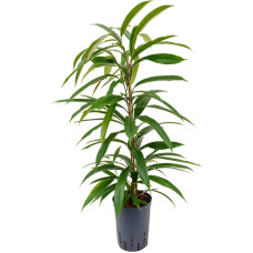 Ficus binnendijkii Amstel King (hydrocultuur)