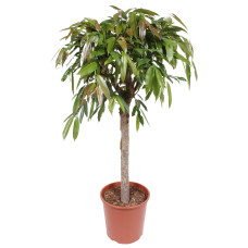 Ficus binnendijkii Amstel King Ficus binnendijkii Amstel King
