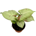 Syngonium Confetti