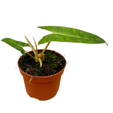 Philodendron Billietaie