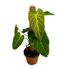 Philodendron Splendid