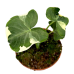Alocasia Mickey mouse