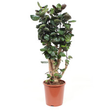 Polyscias Fabian (vertakt) Polyscias Fabian (vertakt)