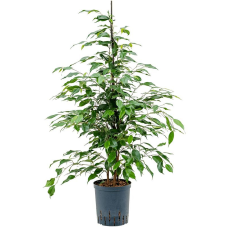Ficus benjamina Danita (hydrocultuur)