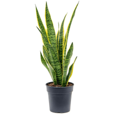 Sansevieria trifasciata Laurentii