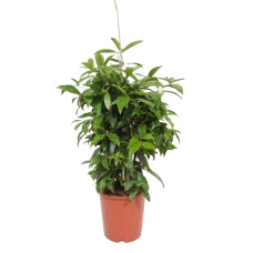 Dracaena Surculosa