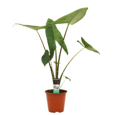 Alocasia Zebrina