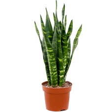 Sansevieria trifasciata Black Coral