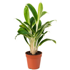 Aglaonema White Lime