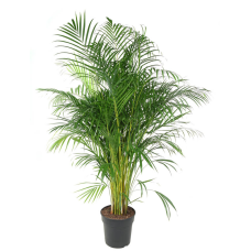 Dypsis Lutescens (Areca)