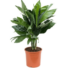 Chamaedorea metallica