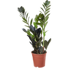 Zamioculcas zamiifolia Raven