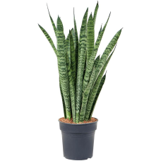 Sansevieria zeylanica Narrow