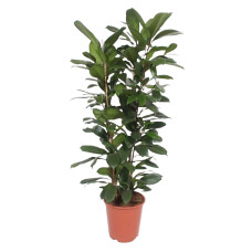 Ficus Cyathistipula
